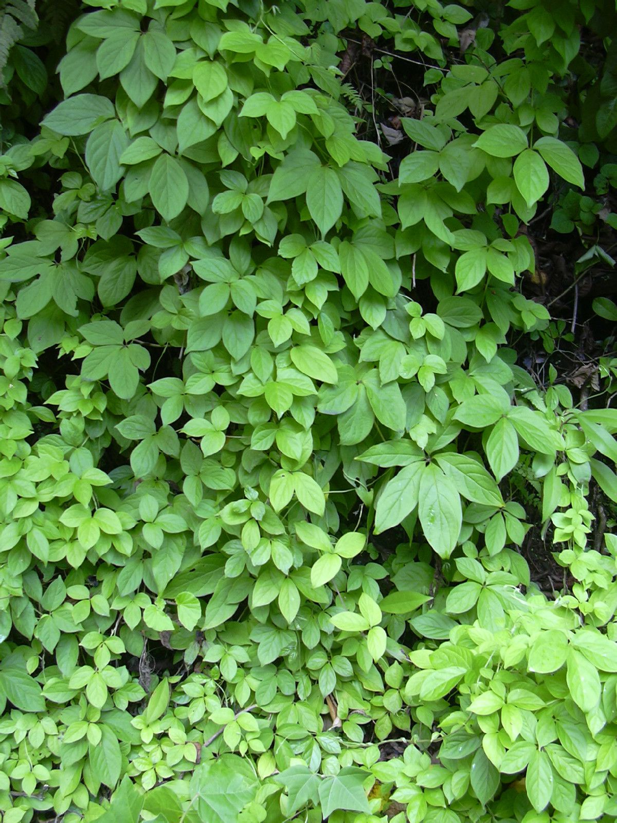 gynostemma pentaphylla