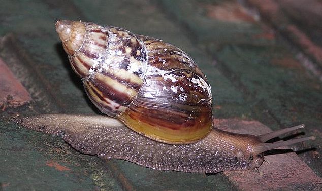  p>非洲大蜗牛(学名: i>achatina fulica /i>):是中大型的陆栖 a