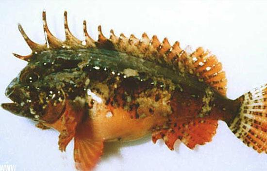  p>老虎鱼为 a target="_blank" href="/item