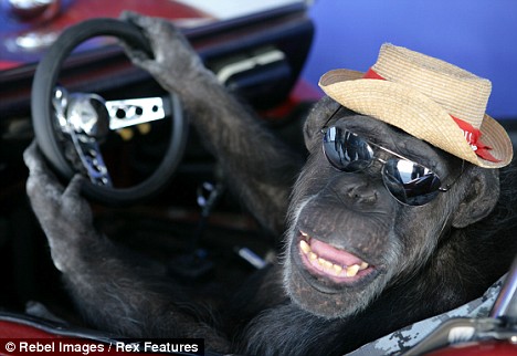 " data-lemmaid="125486">美国 /a>系列影片《泰山》的动物明星—— a