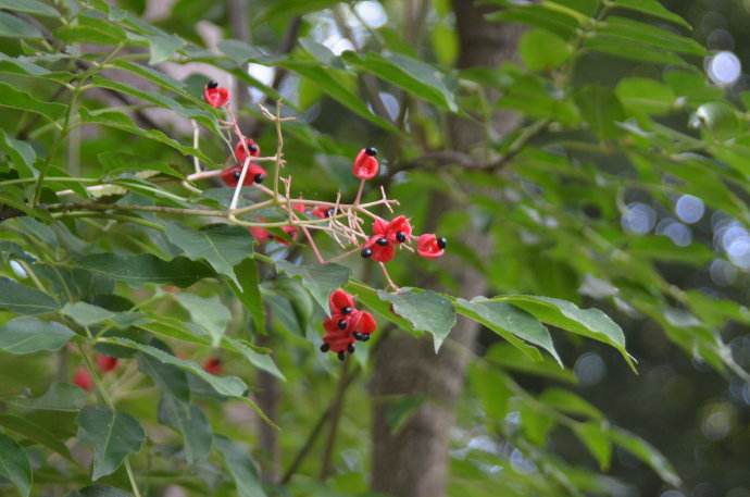  p>红椋子(学名:swida hemsleyi(schneid. et wanger.