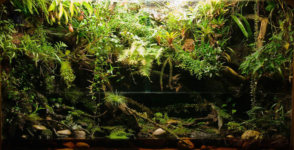 热带雨林缸