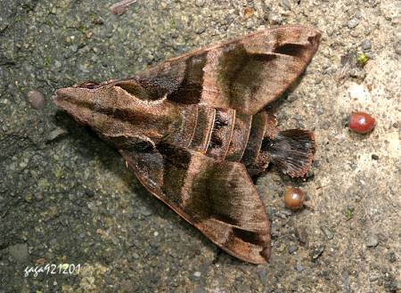 九节木长喙天蛾