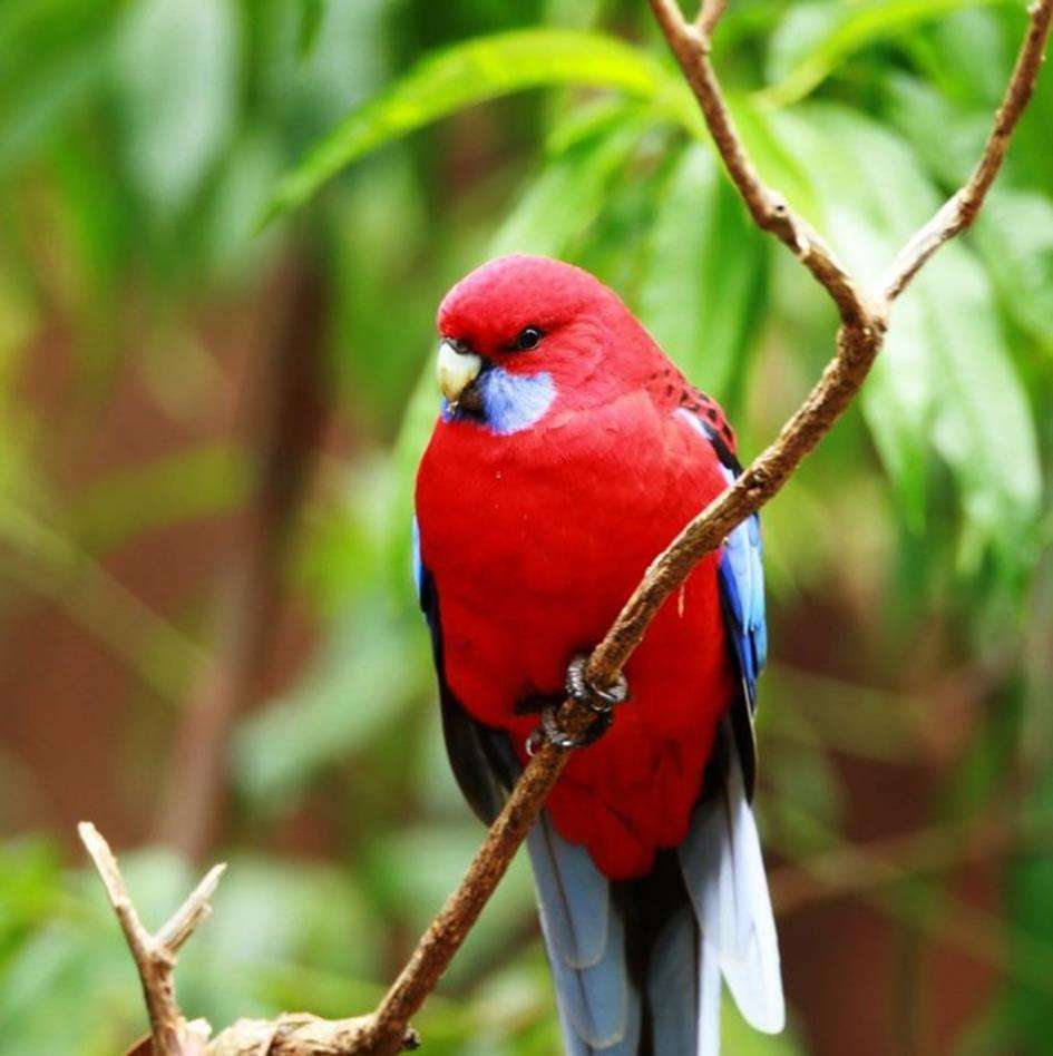  p>帝汶红翅鹦鹉(学名:aprosmictus jonquillaceus)是鹦鹉科红翅鹦鹉