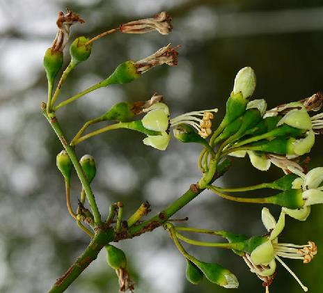  p>吉贝(学名 i>:ceiba pentandra /i> (l.) gaertn.
