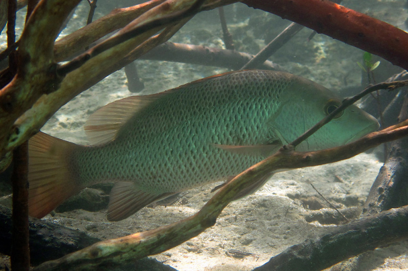  p>紫红笛鲷(学名 i> /i>: i>lutjanus argentimaculatus /i>)是笛鲷