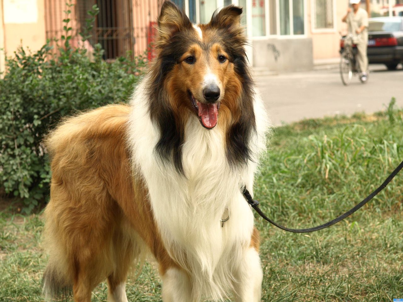 苏格兰牧羊犬又名<a href="#" data