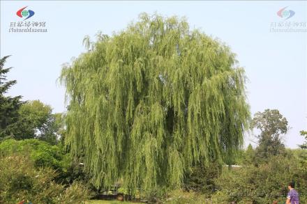 绦柳_百度百科