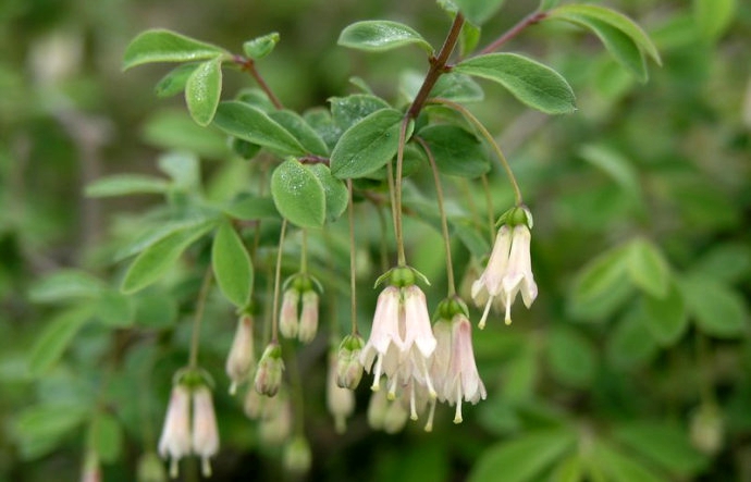  p>唐古特忍冬(学名: i>lonicera tangutica /i> maxim.