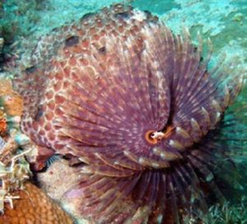 这也让它们看起来很像白茎红花的巨型花朵.管状蠕虫很