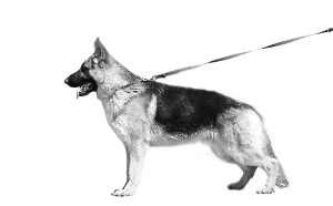  p>德牧就是 a target="_blank" href="/item/黑背/187421" data