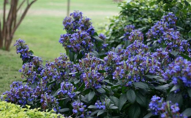  p>喜花草属是菊亚纲(asteridae),唇形目(lamiales),爵床科