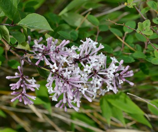  p>四川丁香(学名: i>syringa sweginzowii /i> koehne et lingelsh.