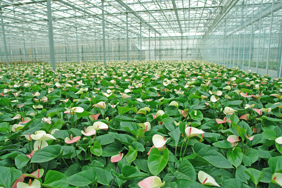  p>孙桥现代农业开发区成立于1994年9月6日,是全国第一个综合性的现代