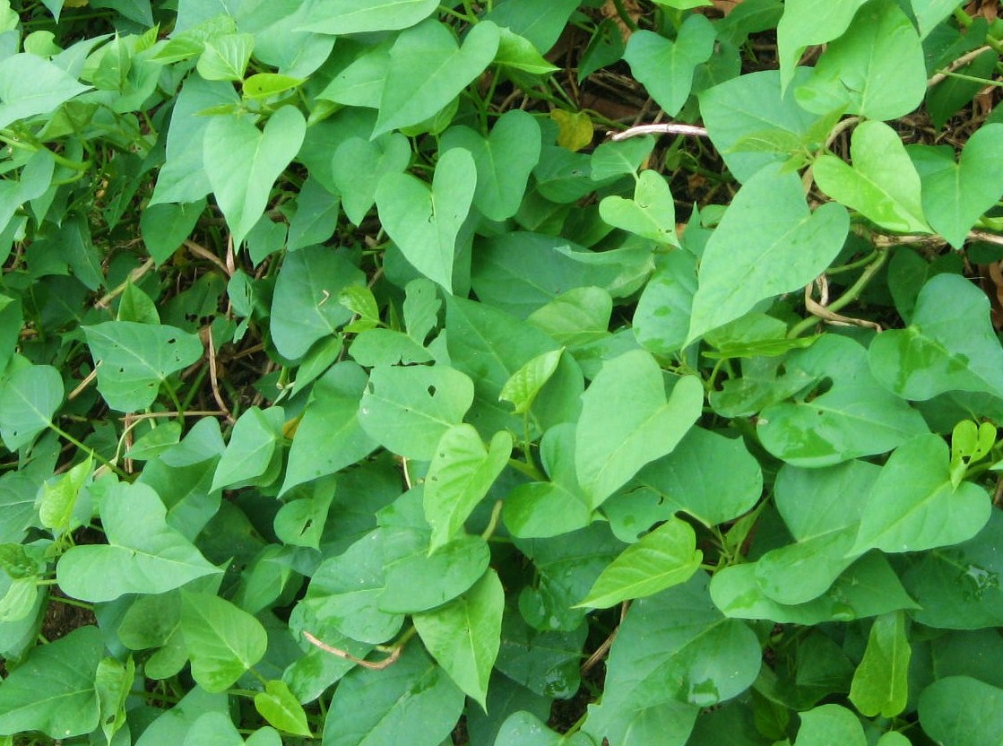 data-lemmaid="9176229">甜薯 /a>,薯蓣科薯蓣属缠绕草质 a target="