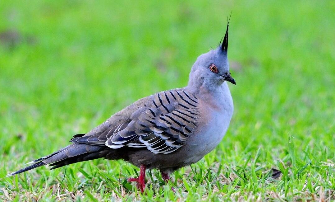  p>鸠(pigeon)是 a target="_blank" href="/item/鸠鸽科/2501117"