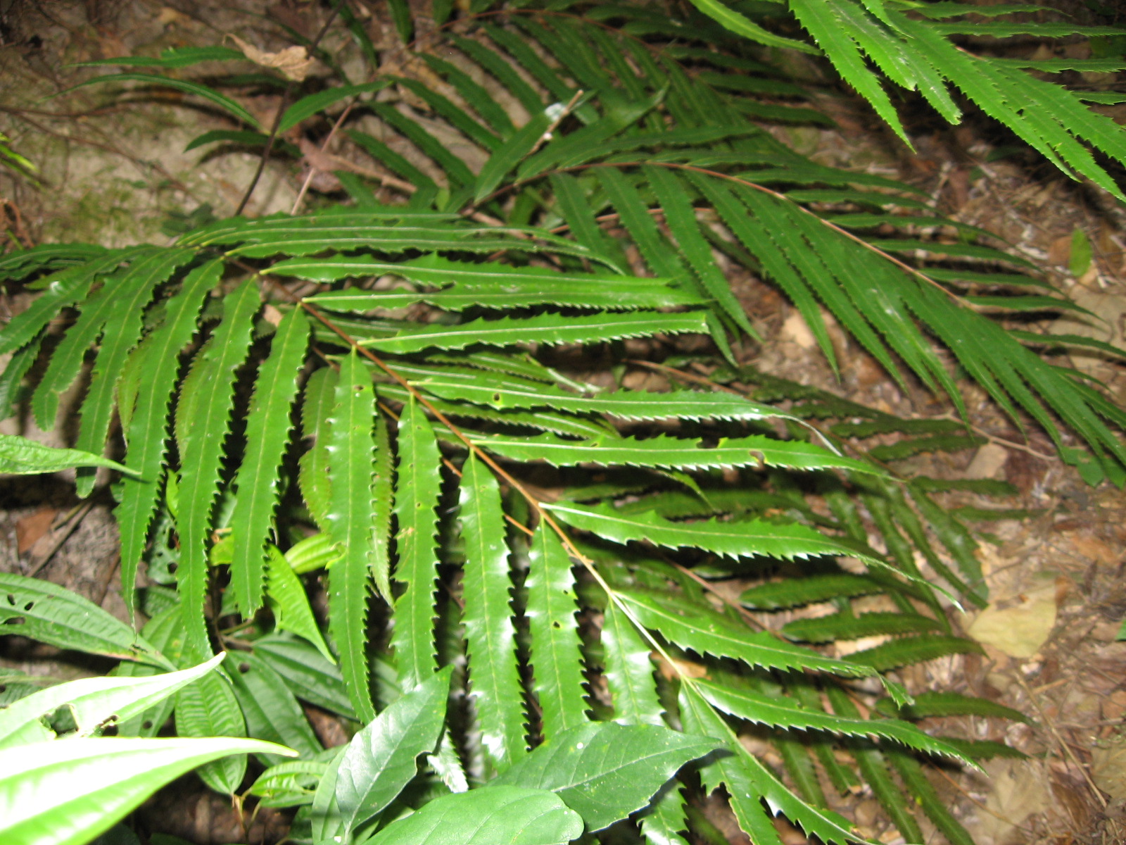  p>贯众属(学名:cyrtomium presl)是鳞毛蕨科下一个属,贯众属约50种