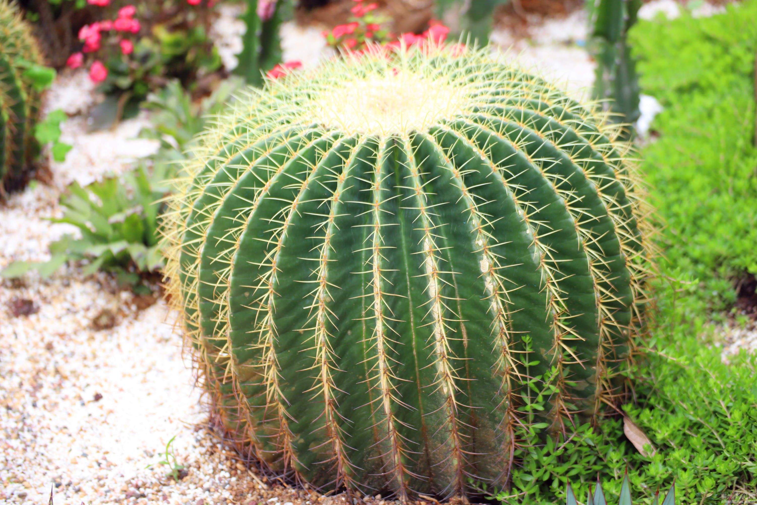 是仙人掌科,金琥属多年生 a target="_blank" href="/item/草本">