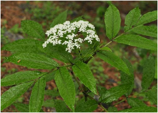 p>陆英,中药名.为忍冬科植物陆英 i>sambucus chinensis  /i>lindl.