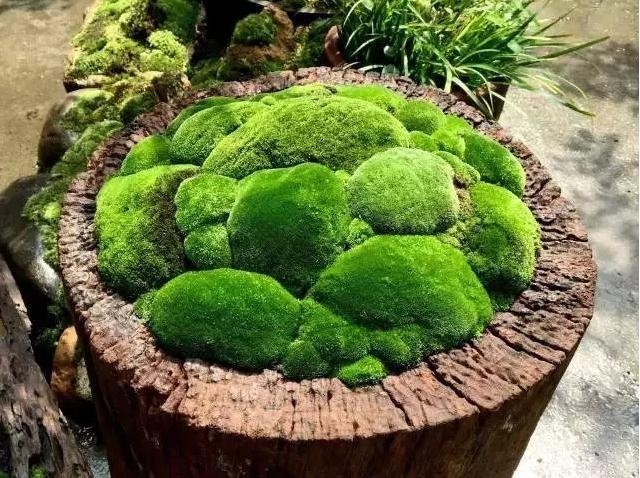  p>隐花植物,为与 a href="#">显花植物 /a> 相对应的分类群.