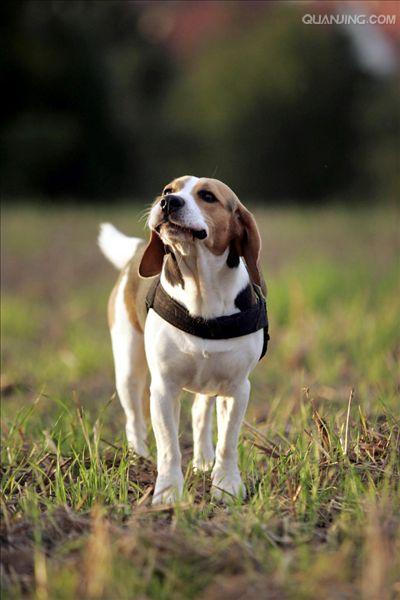  p>米格鲁猎兔犬又称为"比格犬",是世界名犬犬种之一,在分类上属于