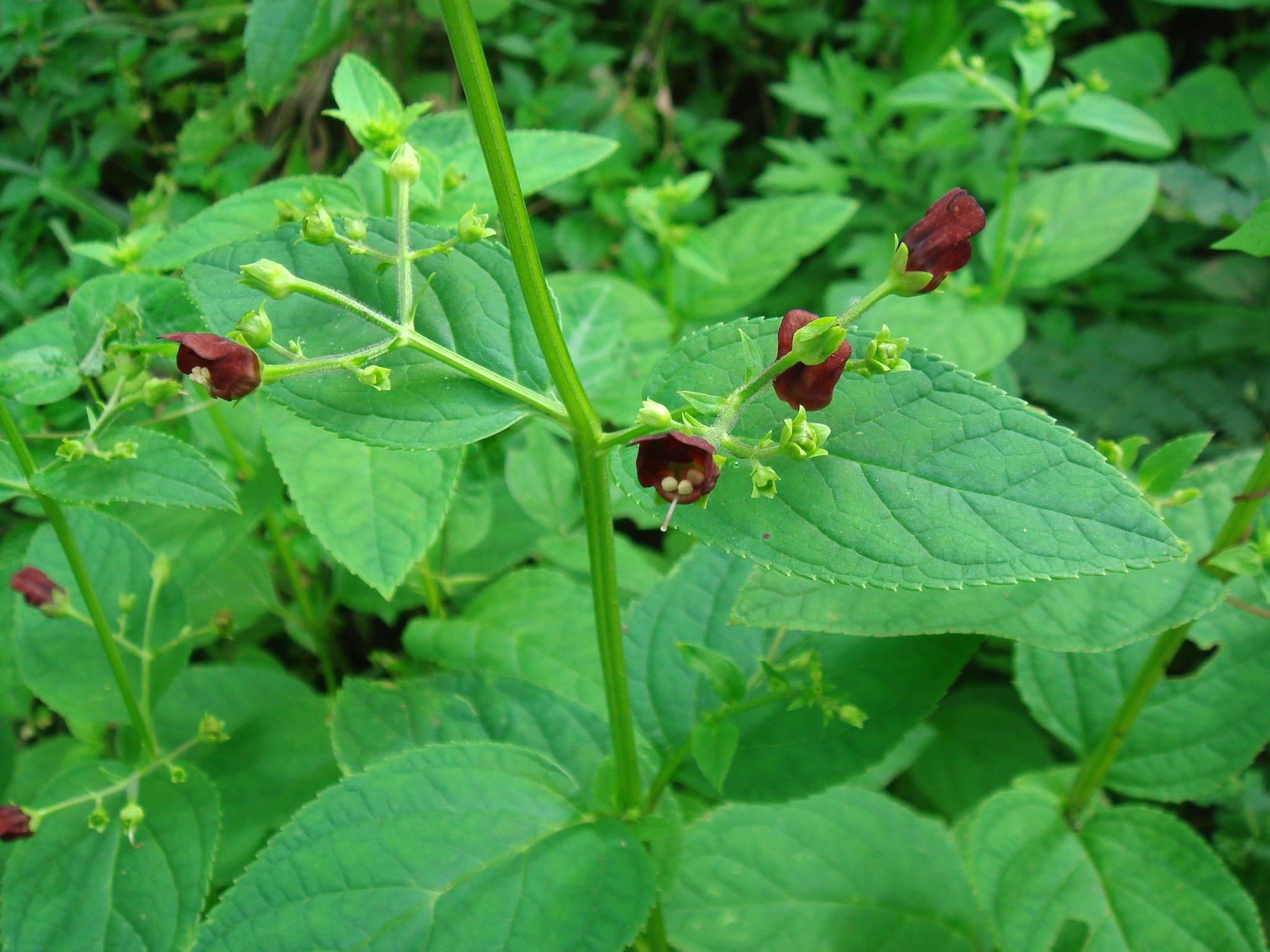是玄参科玄参属植物,高大草本,高达1米以上,有一段直生而具须根的