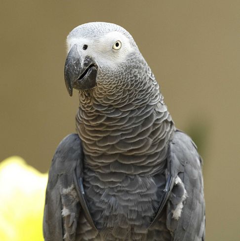  p>非洲灰鹦鹉(学名: i>psittacus erithacus /i>)属于大型鹦鹉,是