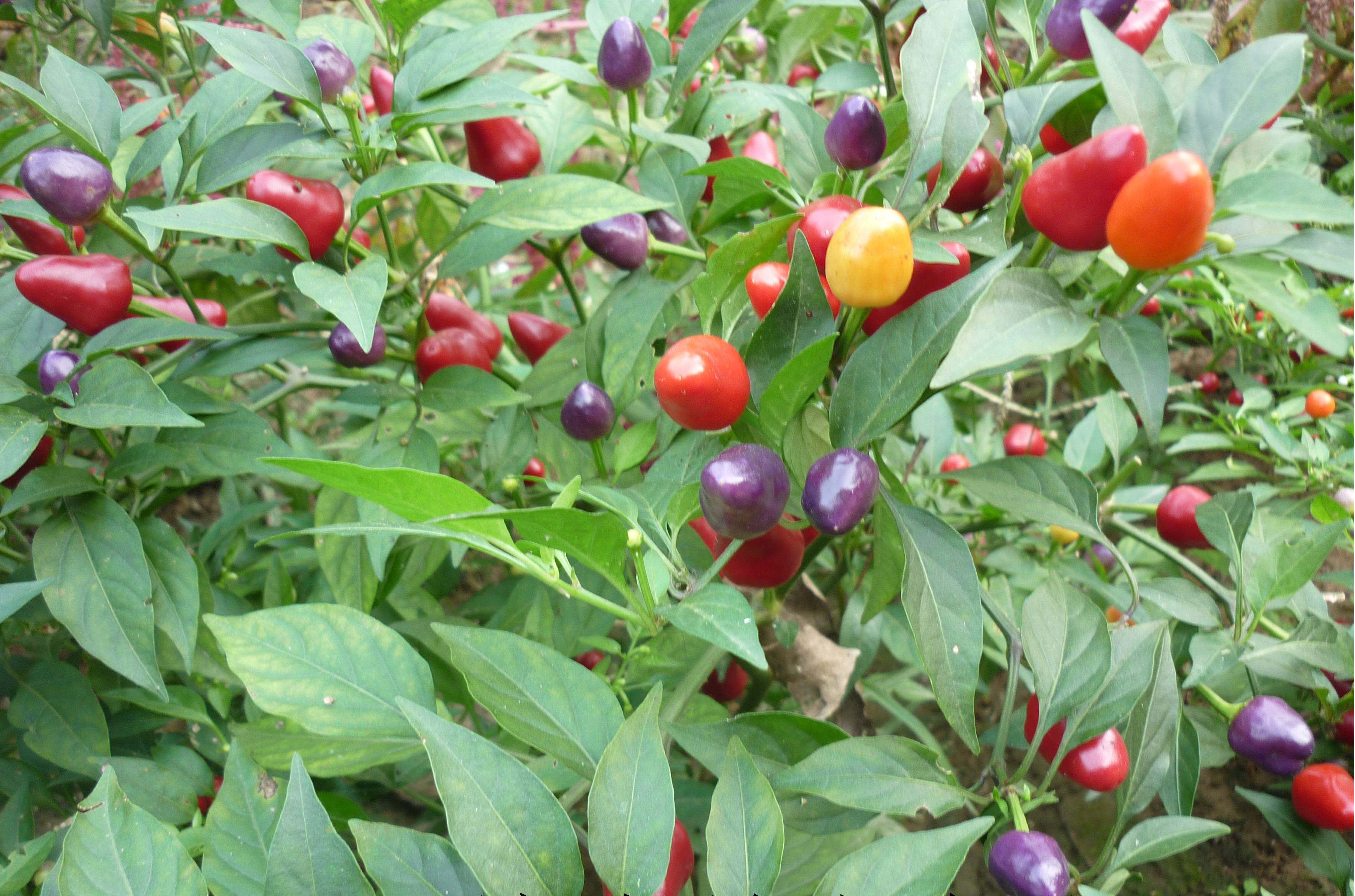  p>观赏辣椒,观赏辣椒根系发达,茎直立,茎部木质化,分枝能力强,分枝