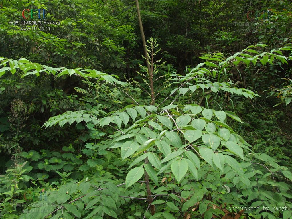  p data-id="gnrxvj5chy">楤木(学名: i>aralia chinensis /i> l.
