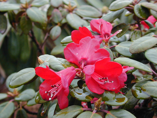  p>红钟杜鹃(学名: i>rhododendron sherriffii /i> cowan): a target