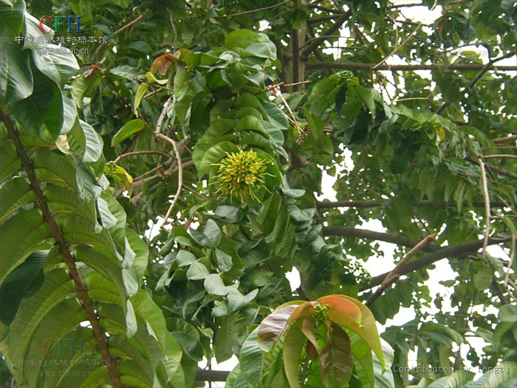 walp)是海桑科八宝树属植物,乔木;树皮褐灰色,有皱褶裂纹;板状根采貂