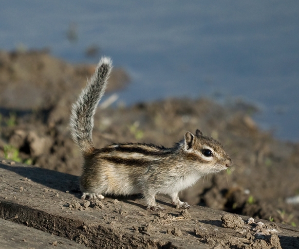 西伯利亚花栗鼠
