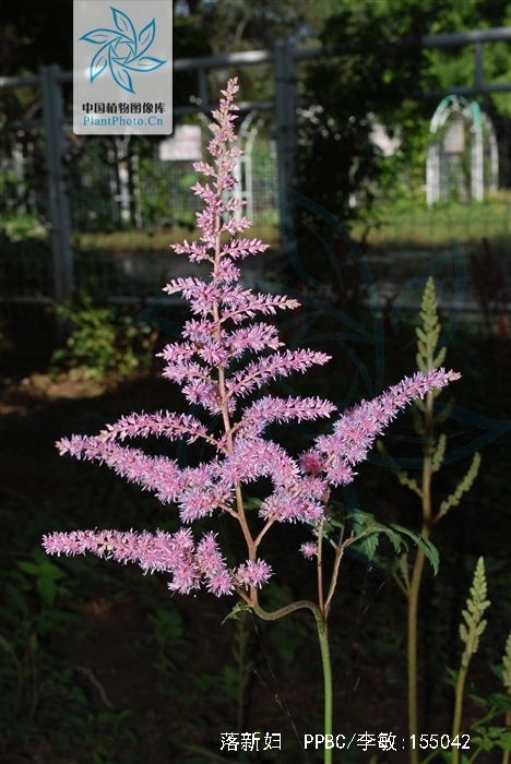  p>落新妇(学名: i>astilbe chinensis /i> (maxim.) franch.
