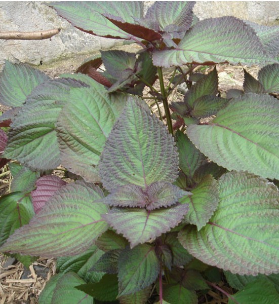 紫苏全身都是宝 紫苏有什么功效 百科ta说