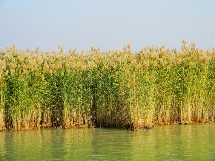  p>芦苇(学名: i>phragmites australis  /i>(cav.) trin.