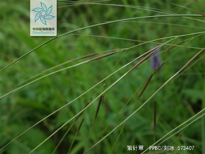  p>狼针草(学名: i>stipa baicalensis /i> roshev.