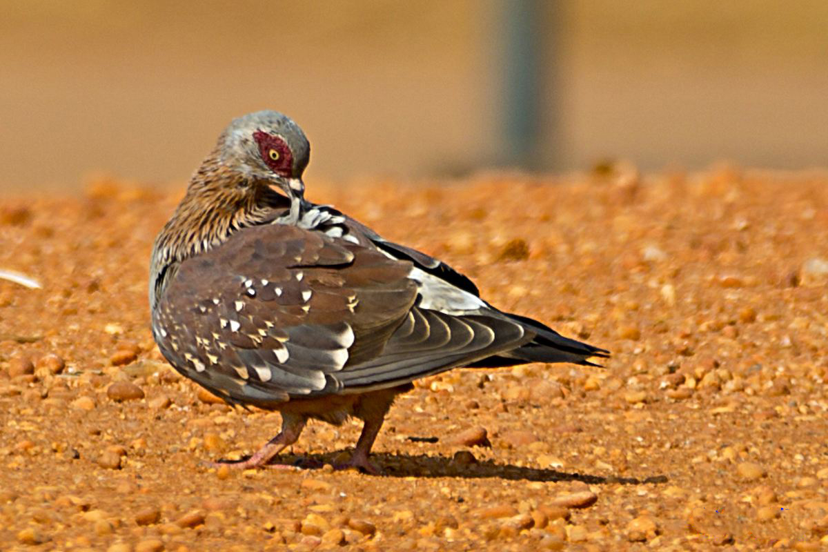  p>斑鸽,亦称鸽子,属于鸟纲鸽形目(columbiformes)鸠鸽科 (columbidae