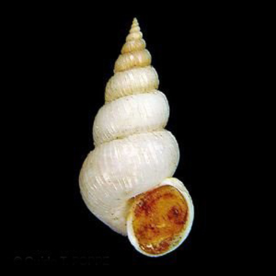  p>尖高海蛳螺是一种中腹足目,海蛳螺科类生物.螺壳尺寸25 - 37 mm.