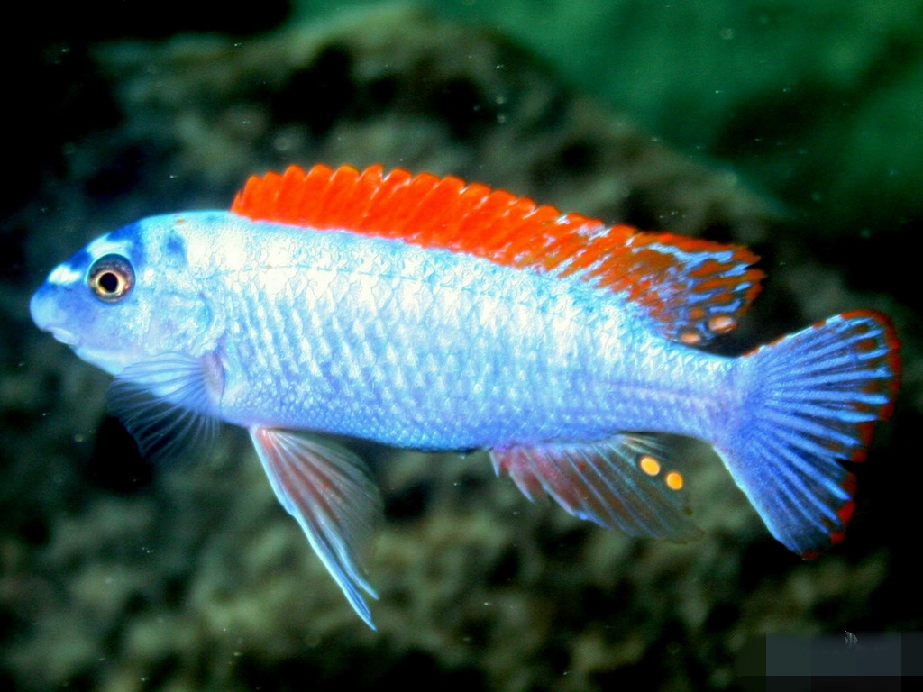  p>帝王艳红是慈鲷科孔雀鲷属动物. /p>