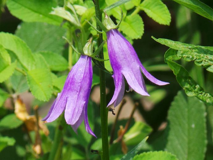  p>石沙参(学名: i>adenophora polyantha /i> nakai)是桔梗科,沙参属