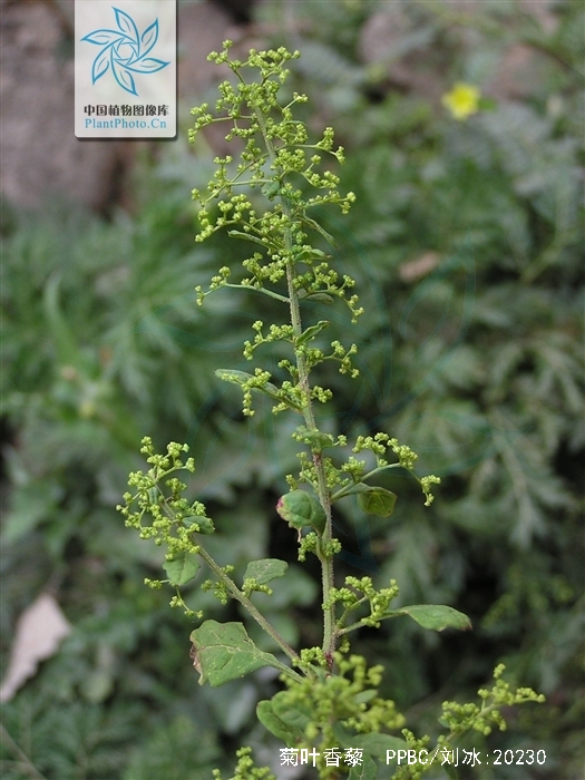  p>菊叶香藜是藜属一年生 a href="#" data-lemmaid="541696">草本 /a