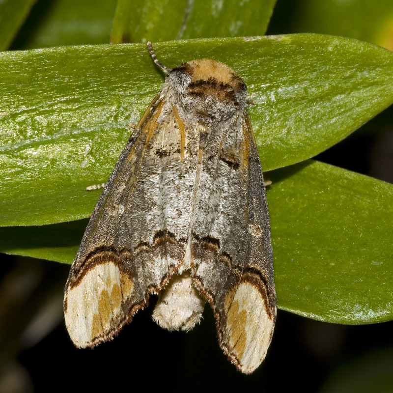  p>黄掌舟蛾, i>phalera assimilis  /i>(bremer et grey),属昆虫纲