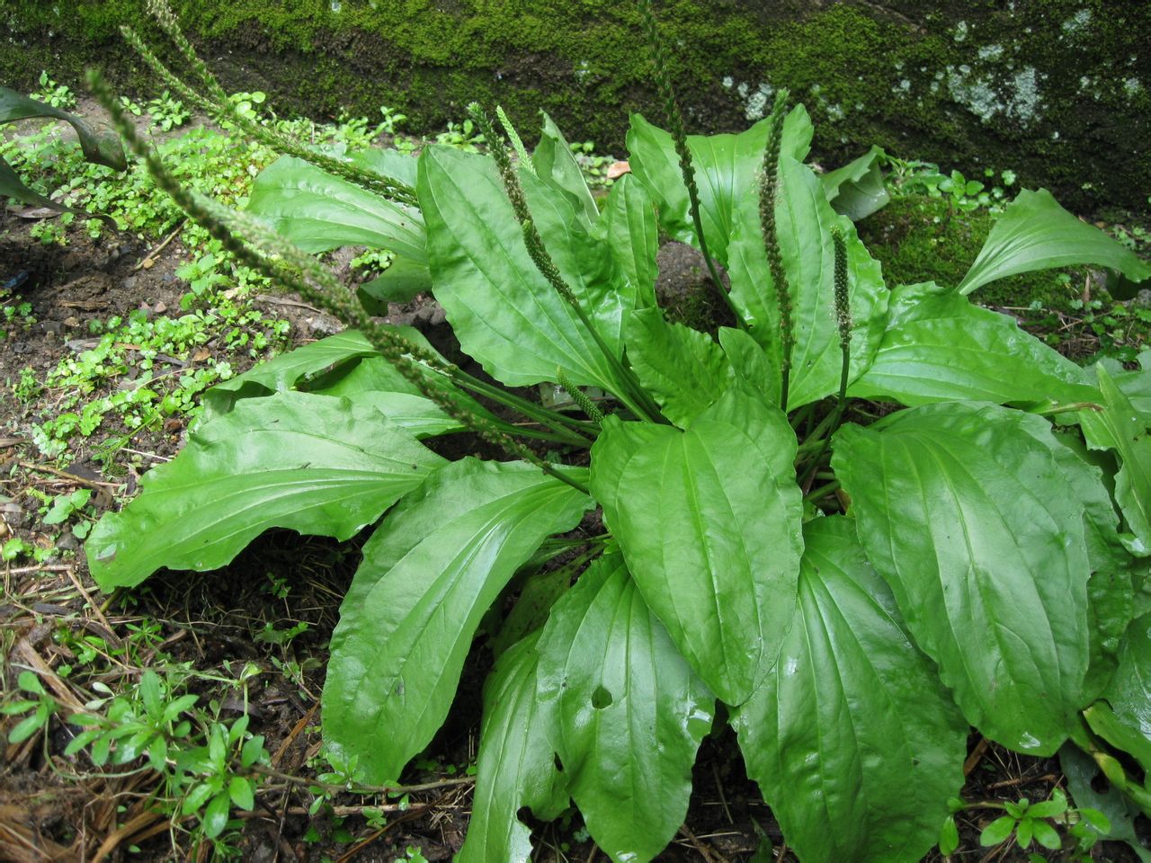  p>大车前(学名: i>plantago major /i> l.