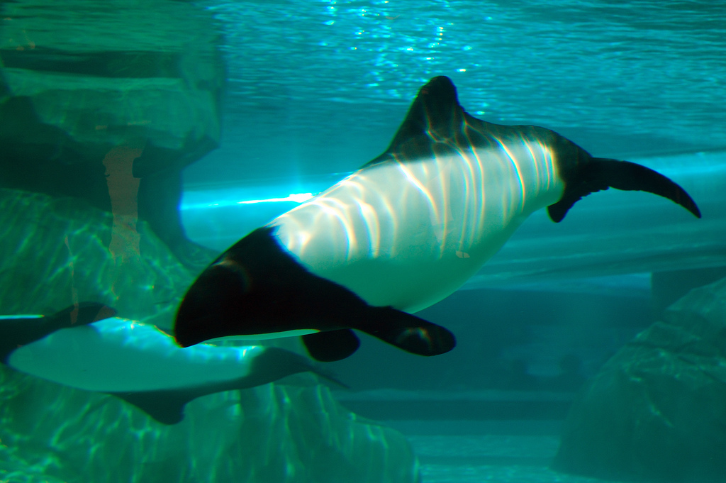  p>花斑喙头海豚是康氏矮海豚的俗称(学名: i>cephalorhynchus