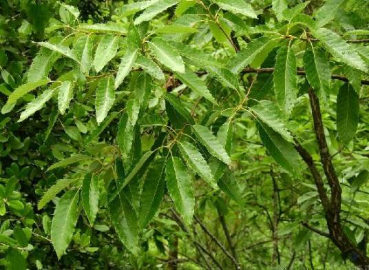 麻栎（壳斗科栎属植物）_百度百科