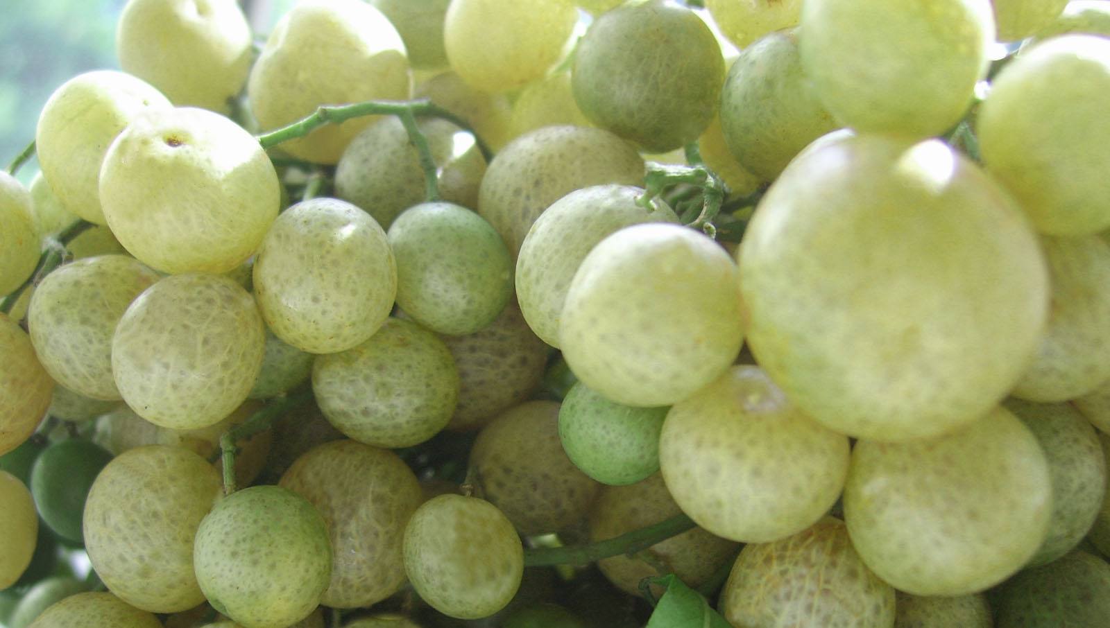  p>山黄皮属( a href="#" data-lemmaid="8074290">学名 /a>:randia l