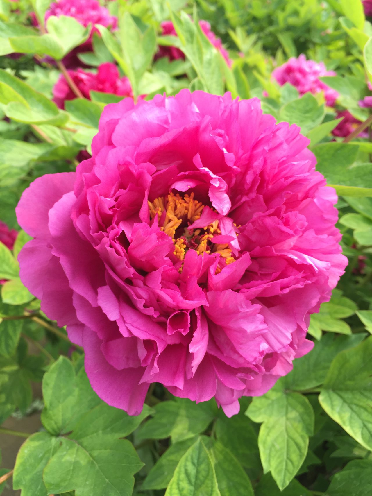  p data-id="gn3g69enty"> b>多花罗汉,牡丹的一种,属于芍药科.