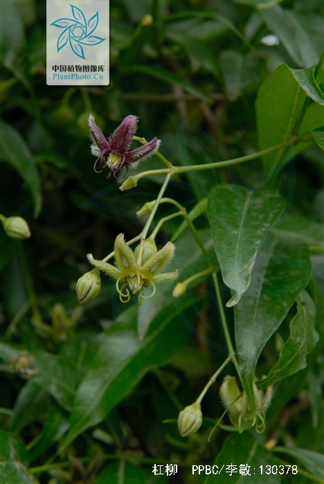 periploca sepium bunge