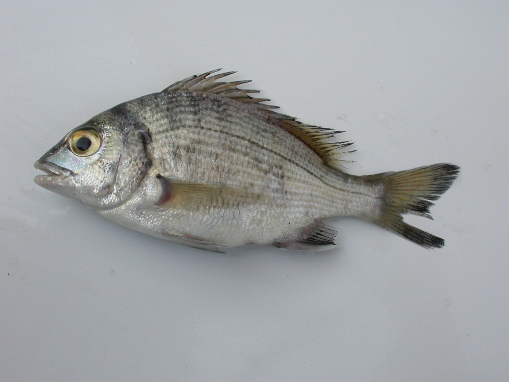  p>中华胡椒鲷, a target="_blank" href="/item/学名/8074290" data