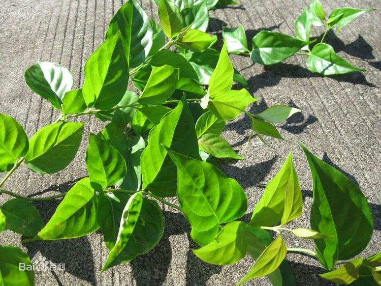 断肠草